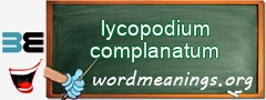 WordMeaning blackboard for lycopodium complanatum